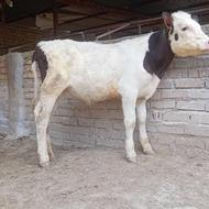 گوساله سیمینتال ماده کور جنس بالا 5ماهه پروار گاو