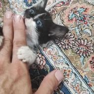 واگذاری بچه گربه