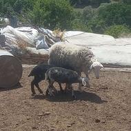 گوسفند رومانوف شال ( روشا )