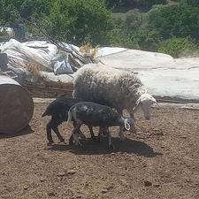 گوسفند رومانوف شال ( روشا )
