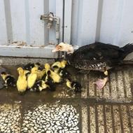 فروش تخم نطفه دار اردک و اردک گوشتی و جوجه اردک
