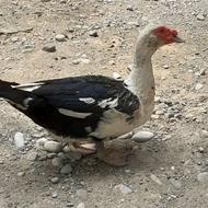7عدد جوجه محلی 20روزه و 3عددجوجه اردک25روزه ویکی اردک نرروسی