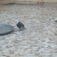 شازده بشرط معاوضه هم میکنم