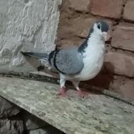 کلاغ دم سبزماده