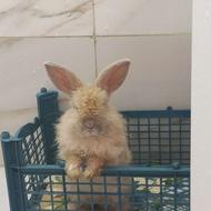خرگوش هلندی