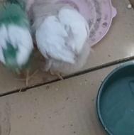 جوجه رنگی خوشگل