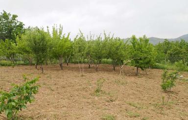 باغ فروشی به متراژ1000متر