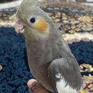 عروس هلندی سخنگو