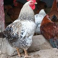 خروس 5 ماهه زیبا و سرحال