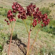 کارگر دارم خودم سر کارگرم واسه هرکاری باشه توت فرنگی دسکنه
