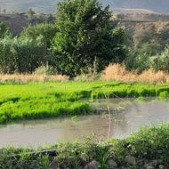 بذر شالی فجر سوزنی 90 روزه