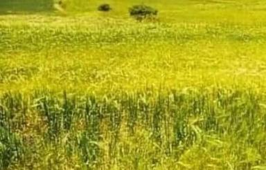 فروش 16 هزار متر زمین دوطرف چشمه مناسب گردشگری
