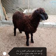 گوسفند چند قلو زا (همو)
