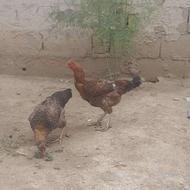 مرغ و خروس محلی
