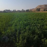 چهارتن یونجه درجه یک