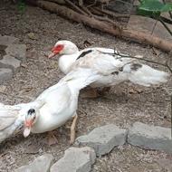 اردک روسی ی نر بادتا ماده