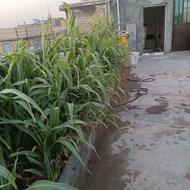فروش خانه آپارتمانی 2ونیم طبقه