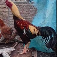 مرغ محلی،خروس لاری
