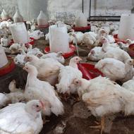 مرغ گوشتی ارگانیک 40روزه