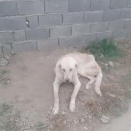 واگذاری سگ بنام پژدر