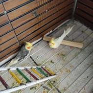 عروس هلندی،سخنگو
