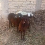 بره نر وماده