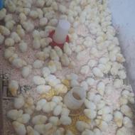 جوجه گوشتی ارگانیک درجه یک
