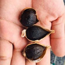 سیر سیاه با طعم و خواص فوق العاده