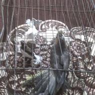طوطی عروس و فنچ