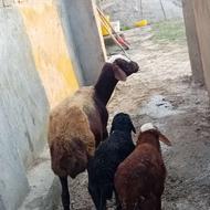 دوقلو مار جوان بره هر دوتا نر افشاری