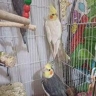 عروس هلندی