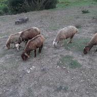 گوسفند داشتی