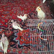 4عددعروس هلندی