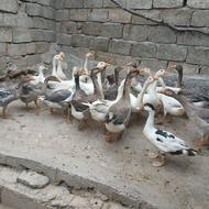 فروش غاز خانگی