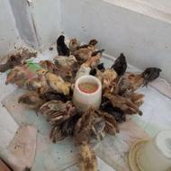 جوجه محلی 13 روزه