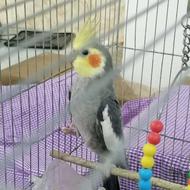 عروس هلندی نر