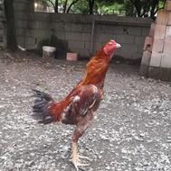 جوجه خروس لاری