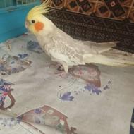 عروس هلندی نر سرحال
