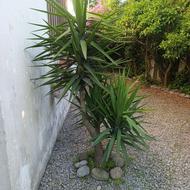 طراحی هرس کاری باغچه وسمپاشی ونگهداری