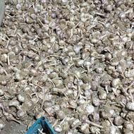 فروش سیر محلی خشک مخصوص انبار جهت کاشت