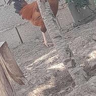 خروس دورگه زرد