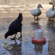مرغ وخروس واردک