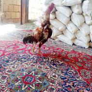 خروس لاری ابرش