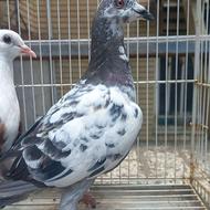 کبوتر چیل ماده