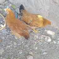 دو عدد جوجه مرغ 5 ماهه