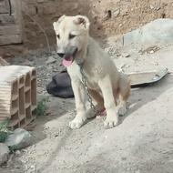 توله سگ 3ماهه نر برای نگهبانی عالی میشه