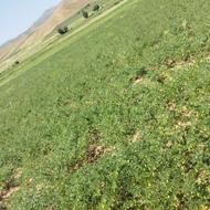 به چند خانواده جهت دسکنه نیازمندم قنتراتی
