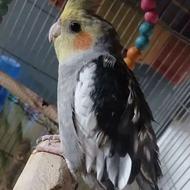 عروس هلندی نروماده
