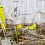مرغ عشق فنچ و طوطی عروس