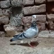 ماده سارسبزآلمانی دوکاکله